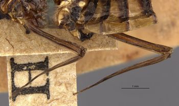 Media type: image;   Entomology 11222 Aspect: Leg